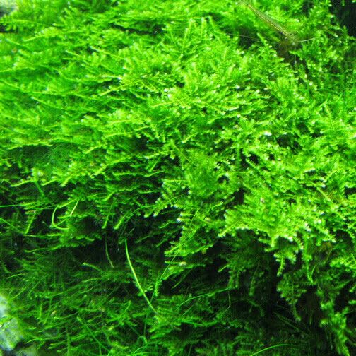 Christmas Moss - Live Aquatic Moss Plants Aquarium Moss Freshwater Planted Tank (5 Portions) - size: 5 Portions
