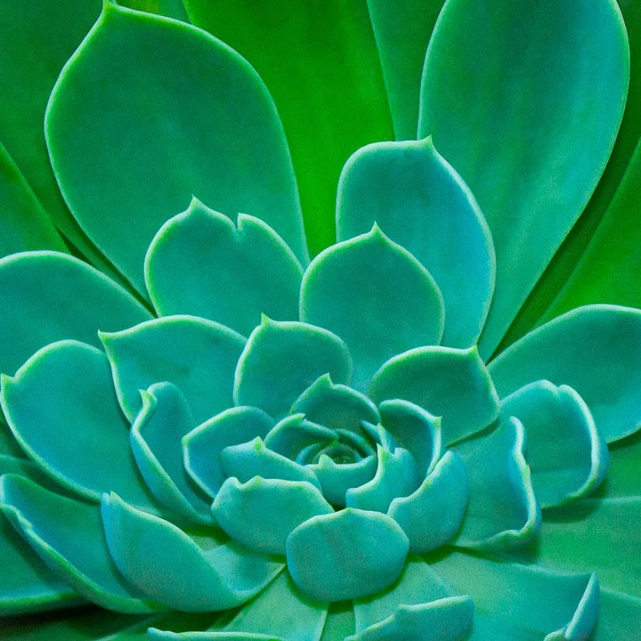 Fat Plants San Diego Premium Cacti and Succulent Potting Mix Soil - for Cactus Palm Tree Citrus Plant Grown in Gardening Containers - Indoors & Outdoors Use - with Natural Food/Fertilizer - size: Gallon
