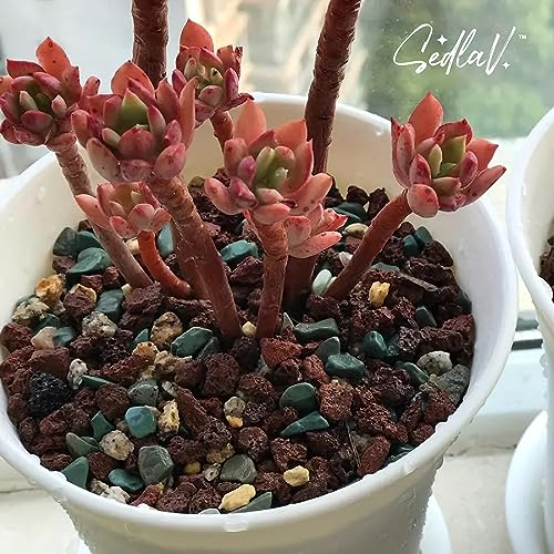 SEDLAV Natural Raw Red Stones for Decoration - Bonsai, Cactus, Succulents – Pebbles as Potting Soil Add-in for Indoor Plants, Carnivorous Soil Mix