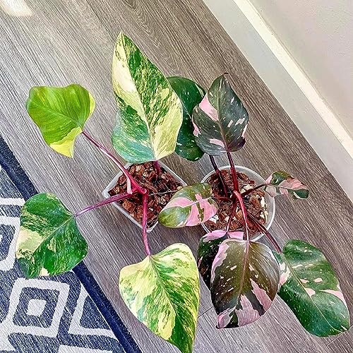 Noot Potting Soil Mix for Indoor & House Plants – 1 Gallon – Orchid, Succulent, Cactus, Aroid, Houseplant, Monstera – Bio-Organic – Fast Draining – Rapid Root Growth – Pre-Soaked & Ready to Use - size: Noot Potting Mix