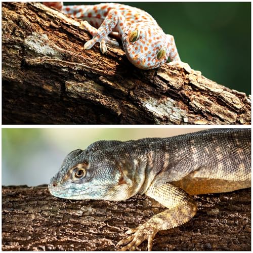 STARVAST 4PCS Cork Terrarium Background 15.7x11.8in Reptile Tank Background Board Habitat Decoration, Natural Cork Large Bark Climbing Mat for Gecko Lizard Tortoise Chameleon