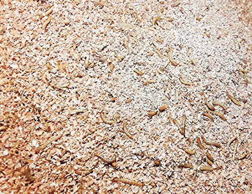 Josh's Frogs Mealworm & Superworm Wheat Bran Bedding and Food Source (5 Quarts) (Pack of 2) - size: 2 Pound (Pack of 2)