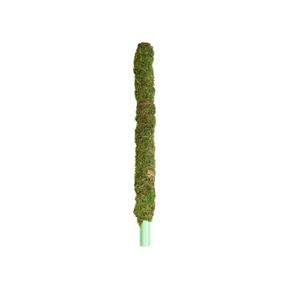 Galapagos (22210) Mossy Perch for Aquarium, 24", Fresh Green