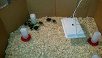 Infrared Radiant Heater OH1130