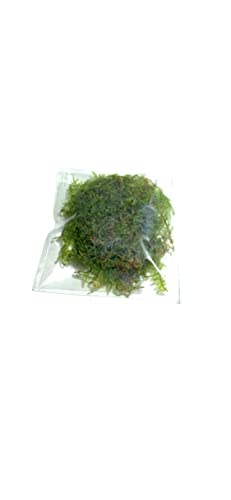 Marcus Fish Tanks - 3X Christmas Moss Vesicularia Montagne Live Freshwater Aquarium Plants Xmas Moss