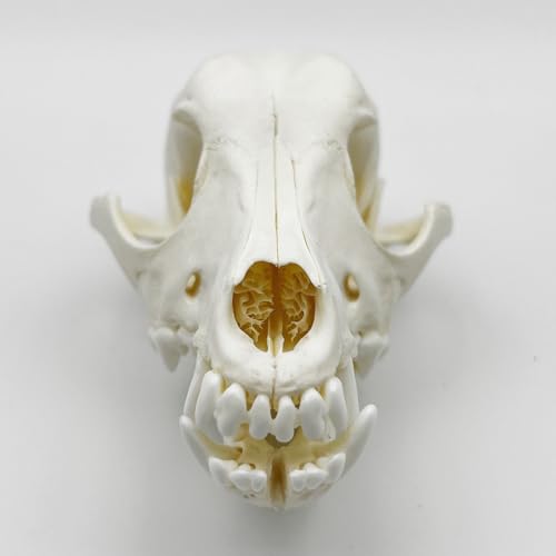 Taxidermy Real Animals Skull Decor - Model Animals Bones Specimen,Taxidermy Supplies for Science Education,Collection (Dog) - style: Dog Skull