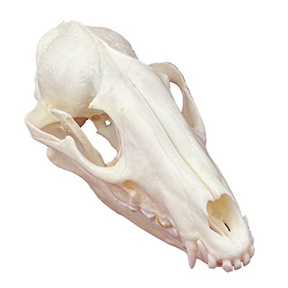 Taxidermy Real Animals Skulls, Real Bones Specimen, Taxidermy Supplies for Science Education, Special Gift (Racoon Skull) - style: Racoon Skull