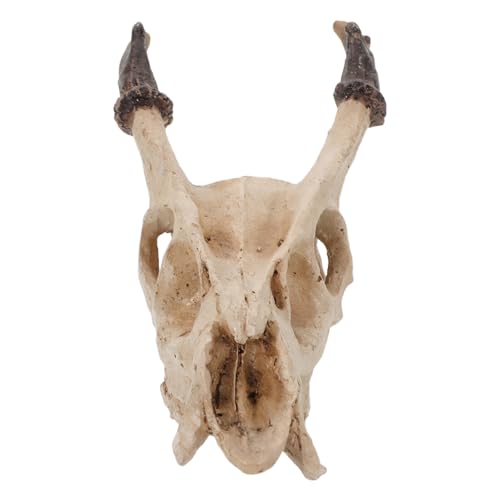 Reptile Resin Hideout Skull Decoration Medium Size Resin Skull Cave Shelter for Bearded Dragon Lizard Snake Terrarium Habitat