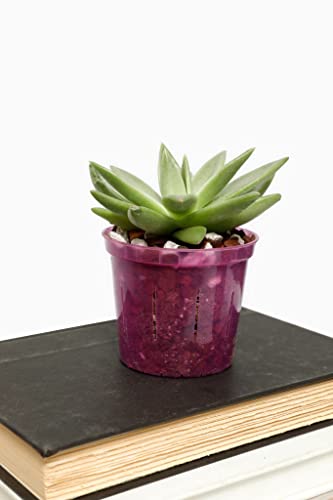rePotme Cactus and Succulent Potting Soil Mix - Imperial Blend (Standard Bag) - color: All Purpose Imperial, size: Standard Bag