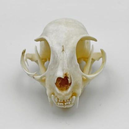 Real Animal Bone Specimen Natural Taxidermy Feline Skull for Science Collection - style: Feline Skull