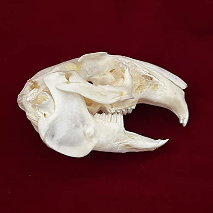 Taxidermy Real Animals Skulls, Real Bones Specimen, Taxidermy Supplies for Science Education - style: Rabbit Skull