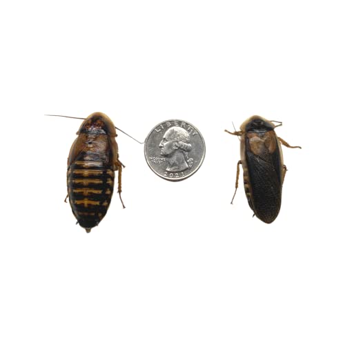 Adult Dubia Roaches 10 Females & 5 Males