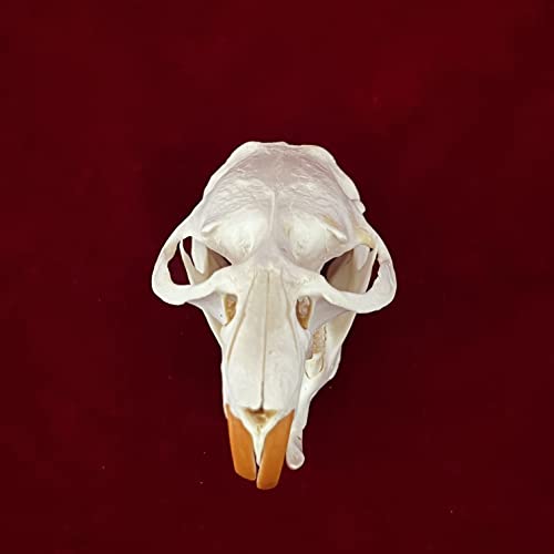 Taxidermy Real Animals Skulls, Real Bones Specimen, Taxidermy Supplies for Science Education, Special Gift (Muskrat Skull) - style: Muskrat Skull