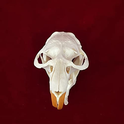 Taxidermy Real Animals Skulls, Real Bones Specimen, Taxidermy Supplies for Science Education, Special Gift (Muskrat Skull) - style: Muskrat Skull