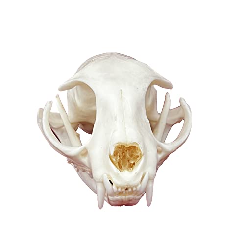Taxidermy Real Animals Skulls, Real Bones Specimen, Taxidermy Supplies for Science Education, Special Gift - style: Cat Skull