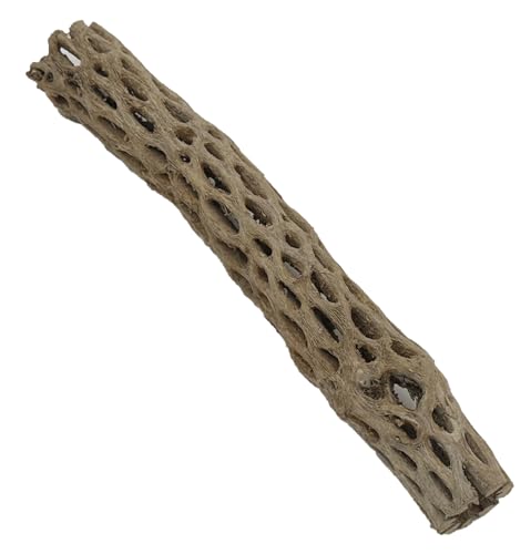 Awesome Aquatic Natural Cholla Wood Tube 12" up to 2" Dried Untreated Hollow Cactus Skeleton Aquariums Shrimp Fish Reptile Terrarium Habitat Decor Teddy Bear Staghorn (XL 12 in x up to 2 in Diameter) - size: XL 12 in x up to 2 in Diameter