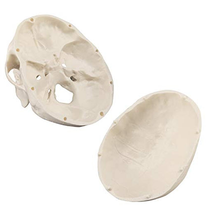 Medarchitect Mini Skull Model Small Size Human Anatomy Skull Model with Moving Jaw and Articulated Mandible for Drawing Cranium Medical Education, Decoration, Art Student Sketching