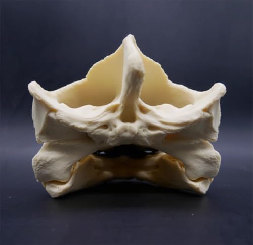 Taxidermy Real Animal Skull, Original Alligator Turtle Skull Model, Craft Animal Bones Real, Skull Decoration, Science Education Tool for Home, Specimen Collectibles Study DIY Office.