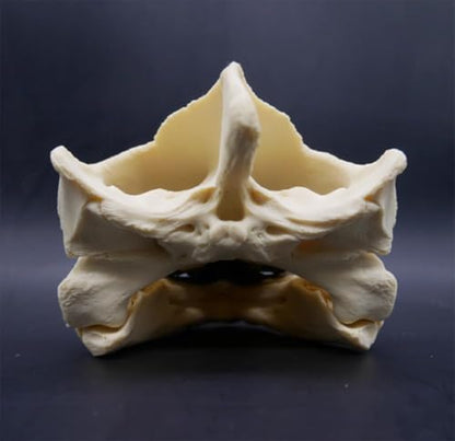 Taxidermy Real Animal Skull, Original Alligator Turtle Skull Model, Craft Animal Bones Real, Skull Decoration, Science Education Tool for Home, Specimen Collectibles Study DIY Office.