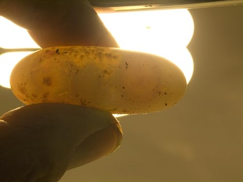 Nature Zone HerpPro Hatch Kit Hatching Reptile Eggs, Lizards, Snakes, Pythons, Tortoises, Turtles