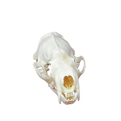 Taxidermy Real Animals Skulls, Real Bones Specimen, Taxidermy Supplies for Science Education, Special Gift (Mink Skull) - style: Mink Skull
