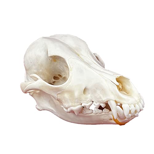 Taxidermy Real Animals Skulls, Real Bones Specimen, Taxidermy Supplies for Science Education, Special Gift - style: Dog Skull