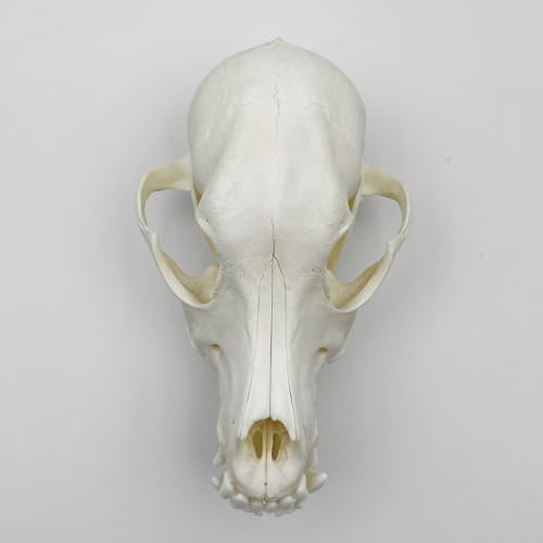 Taxidermy Real Animals Skull Decor - Model Animals Bones Specimen,Taxidermy Supplies for Science Education,Collection (Dog) - style: Dog Skull
