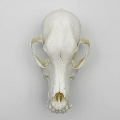 Taxidermy Real Animals Skull Decor - Model Animals Bones Specimen,Taxidermy Supplies for Science Education,Collection (Dog) - style: Dog Skull