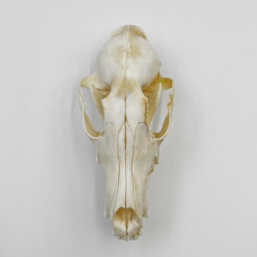 Taxidermy Real Animals Skull Decor - Model Animals Bones Specimen,Taxidermy Supplies for Science Education,Collection (Fox) - style: Fox Skull
