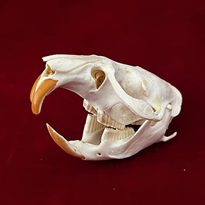 Taxidermy Real Animals Skulls, Real Bones Specimen, Taxidermy Supplies for Science Education, Special Gift (Muskrat Skull) - style: Muskrat Skull