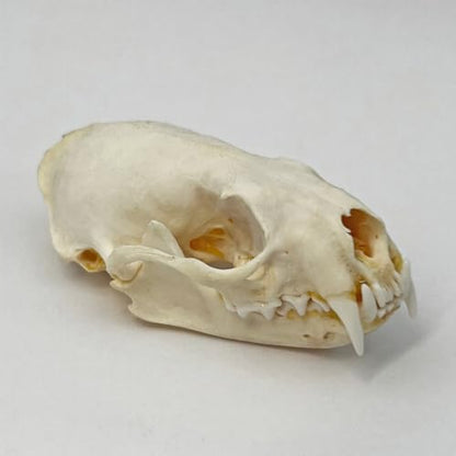 Taxidermy Real Animals Skull Decor - Model Animals Bones Specimen,Taxidermy Supplies for Science Education,Collection (Mink Skull) - style: Mink Skull