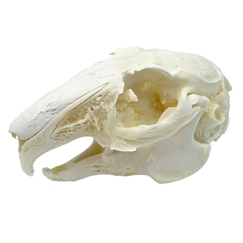 Taxidermy Real Cottontail Rabbit Animals Skull Decor - Model Animals Bones Specimen,Taxidermy Supplies for Science Education,Collection (Rabbit) - style: Rabbit Skull