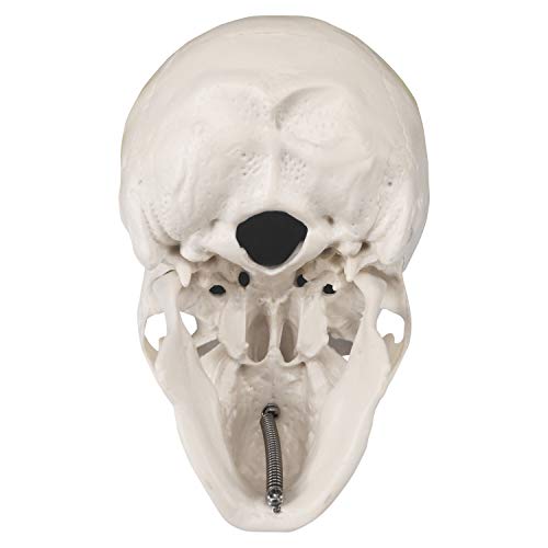 Medarchitect Mini Skull Model Small Size Human Anatomy Skull Model with Moving Jaw and Articulated Mandible for Drawing Cranium Medical Education, Decoration, Art Student Sketching