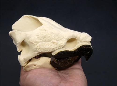 Taxidermy Real Animal Skull, Original Alligator Turtle Skull Model, Craft Animal Bones Real, Skull Decoration, Science Education Tool for Home, Specimen Collectibles Study DIY Office.