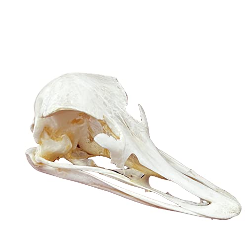 Taxidermy Real Animals Skulls, Real Bones Specimen, Taxidermy Supplies for Science Education, Special Gift (Ostrich Skull) - style: Ostrich Skull
