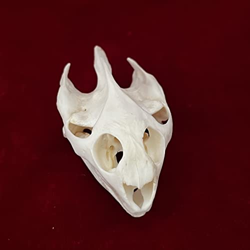 Taxidermy Real Animals Skulls, Real Bones Specimen, Taxidermy Supplies for Science Education, Special Gift (Turtle Skull) - style: Turtle Skull