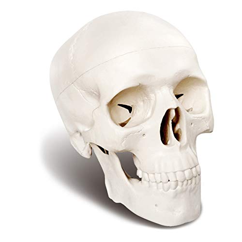 Mini Human Skull Model, 3 Parts Palm-Sized Anatomy Skull Model with Removable Skull Cap & Full Set Teeth, School Teaching-Learning Tool, Fun Decorations Halloween Decorations Pirate Themed Decorations