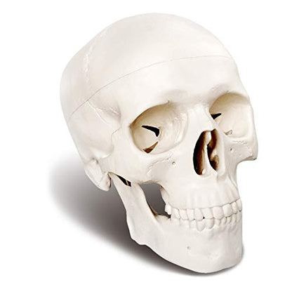 Mini Human Skull Model, 3 Parts Palm-Sized Anatomy Skull Model with Removable Skull Cap & Full Set Teeth, School Teaching-Learning Tool, Fun Decorations Halloween Decorations Pirate Themed Decorations