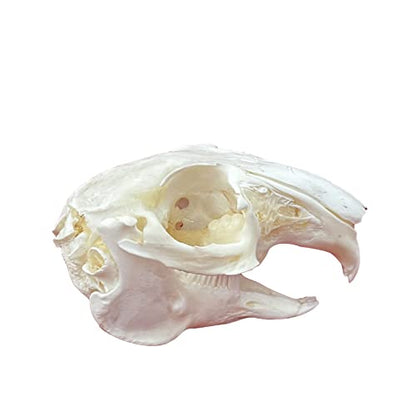Taxidermy Real Animals Skulls, Real Bones Specimen, Taxidermy Supplies for Science Education - style: Rabbit Skull
