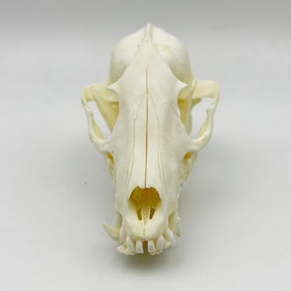 Taxidermy Real Animals Skull Decor - Model Animals Bones Specimen,Taxidermy Supplies for Science Education,Collection (Raccoon) - style: Raccoon Skull