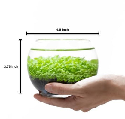Kraftstories Water Terrarium Kit with Mini Glass Bowl, substrate and seeds | Create Your Own Indoor Garden| DIY Complete Set for Simple, Stunning Growth Unique Gift for nature lover (3.75" H - 4.5" W) - size: 3.75" H - 4.5" W