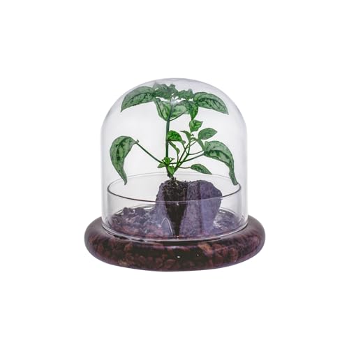 Small Glass Cloche Dome with Base for Plants 5.9 x 5.9 x 5.7 Inch | Clear Glass Cloche Bell Jar - Home Tabletop Display Terrarium, Indoor Decorative (No Plants Included)