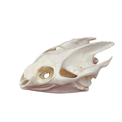Taxidermy Real Animals Skulls, Real Bones Specimen, Taxidermy Supplies for Science Education, Special Gift (Turtle Skull) - style: Turtle Skull