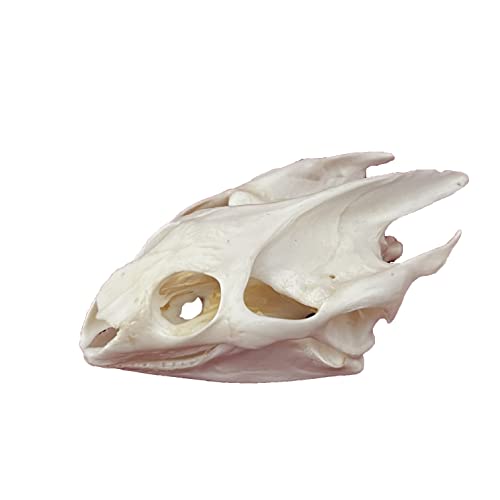 Taxidermy Real Animals Skulls, Real Bones Specimen, Taxidermy Supplies for Science Education, Special Gift (Turtle Skull) - style: Turtle Skull