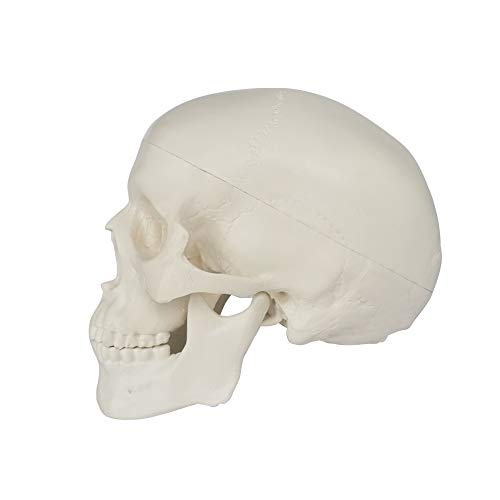 Mini Human Skull Model, 3 Parts Palm-Sized Anatomy Skull Model with Removable Skull Cap & Full Set Teeth, School Teaching-Learning Tool, Fun Decorations Halloween Decorations Pirate Themed Decorations