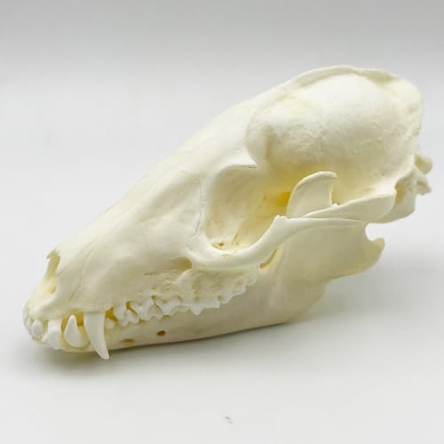 Taxidermy Real Animals Skull Decor - Model Animals Bones Specimen,Taxidermy Supplies for Science Education,Collection (Raccoon) - style: Raccoon Skull