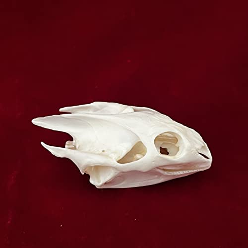 Taxidermy Real Animals Skulls, Real Bones Specimen, Taxidermy Supplies for Science Education, Special Gift (Turtle Skull) - style: Turtle Skull