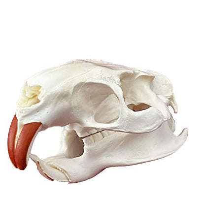 Taxidermy Real Animals Skulls, Real Bones Specimen, Taxidermy Supplies for Science Education, Special Gift (Coypu Skull) - style: Coypu Skull