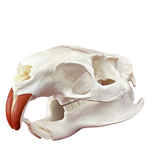 Taxidermy Real Animals Skulls, Real Bones Specimen, Taxidermy Supplies for Science Education, Special Gift (Coypu Skull) - style: Coypu Skull