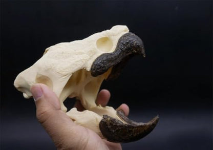 Taxidermy Real Animal Skull, Original Alligator Turtle Skull Model, Craft Animal Bones Real, Skull Decoration, Science Education Tool for Home, Specimen Collectibles Study DIY Office.